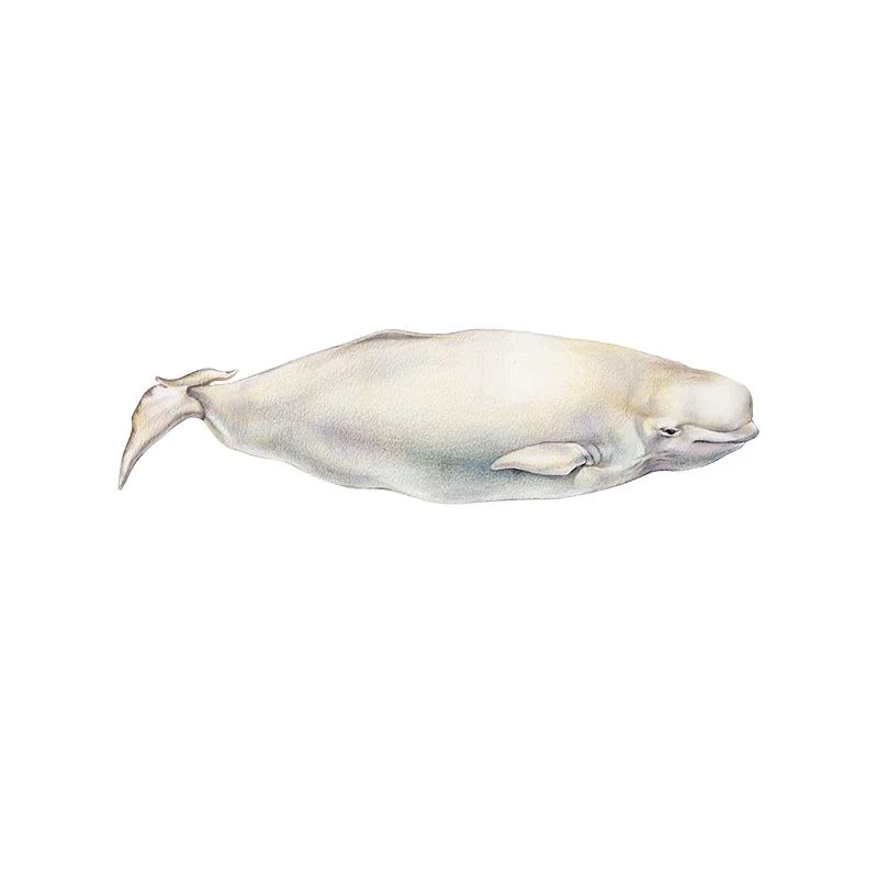 [SA-508] Beluga Stock Art