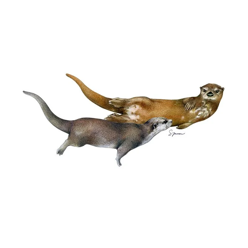 [SA-516] River Otters Stock Art