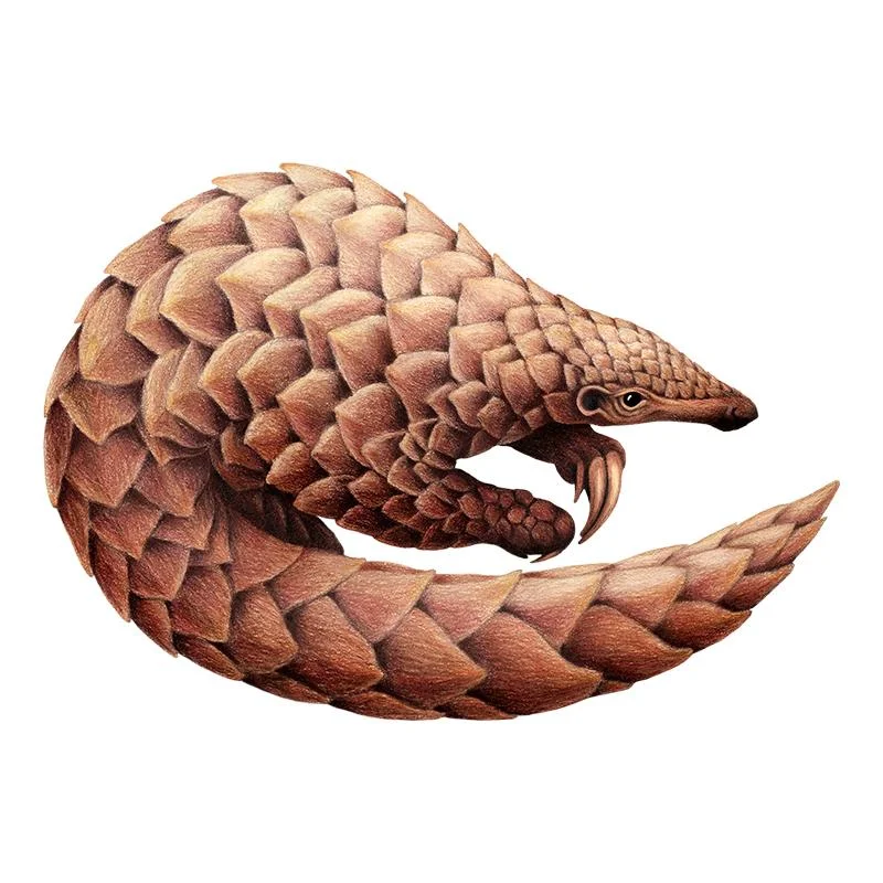 [SA-540] Pangolin Stock Art